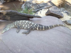Australien Zoo-033